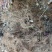 黑树莓苗苗圃基地直发高成活高产量提供种植技术放心苗