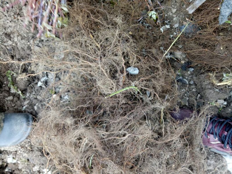 黑树莓苗苗圃基地直发高成活高产量提供种植技术放心苗