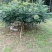 吴茱萸苗50~80cm