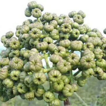 吴茱萸苗50~80cm
