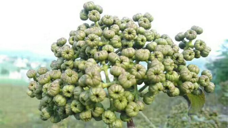 吴茱萸苗50~80cm