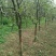 枣树6~8cm4~6cm6—8cm10到15c