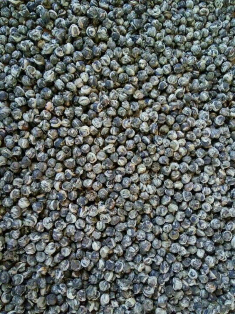 茉莉花茶茉莉花茶茉莉花龙珠广西横县茉莉花茶浓香型