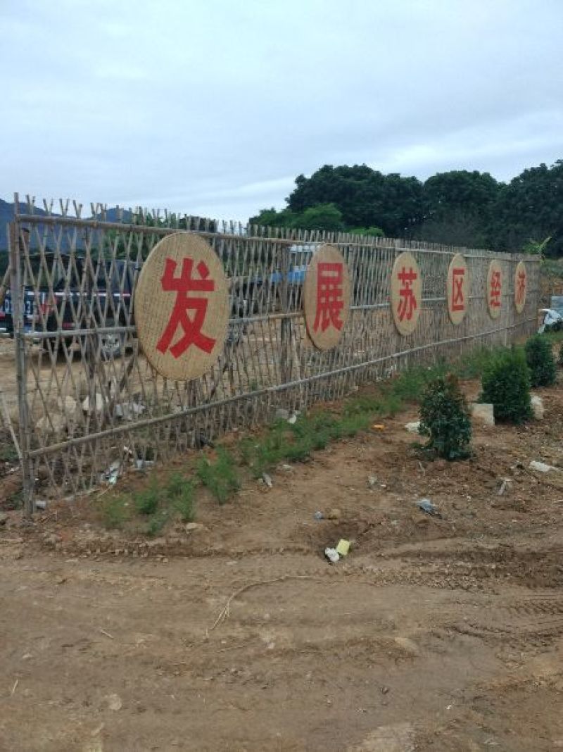 黄金百香果苗金霸粒一斤，金冠三粒