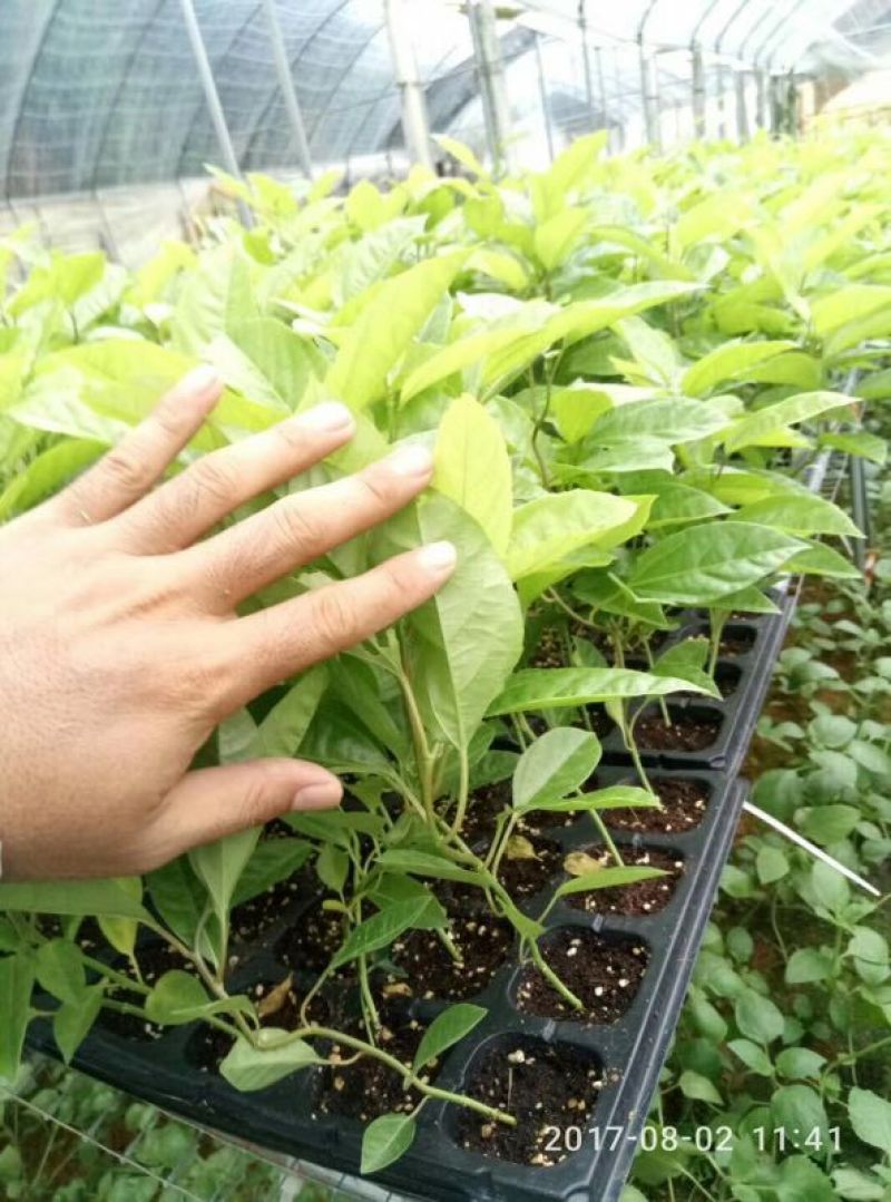 黄金百香果苗金霸粒一斤，金冠三粒