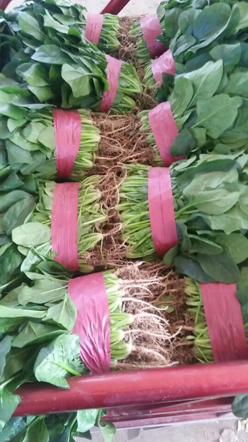 大叶香菜25~30厘米以上