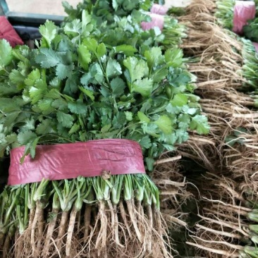 大叶香菜25~30厘米以上