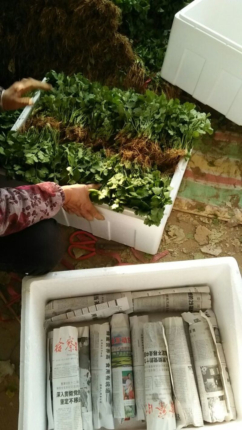 大叶香菜25~30厘米以上