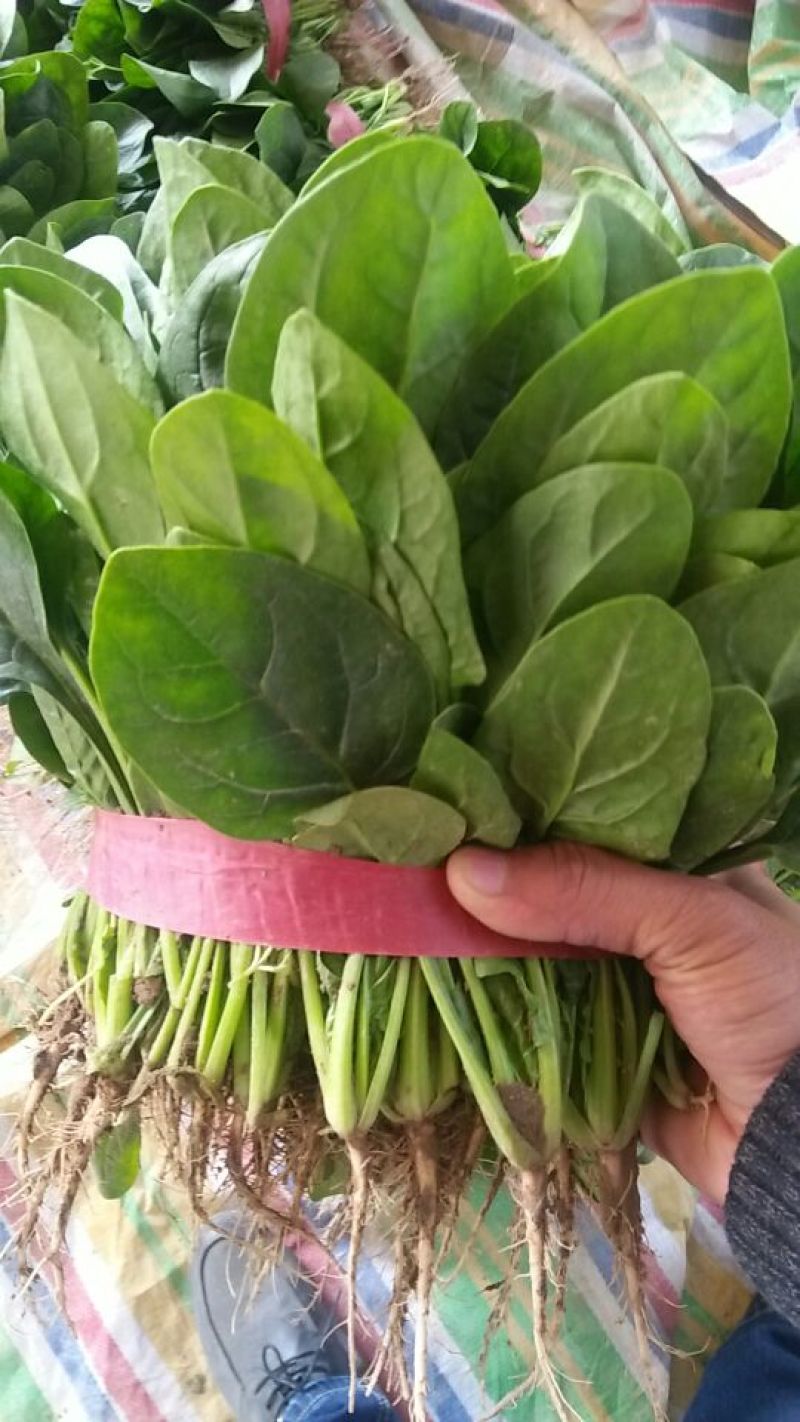大叶香菜25~30厘米以上