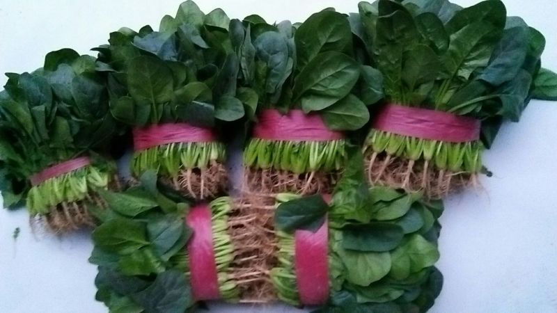 大叶香菜25~30厘米以上
