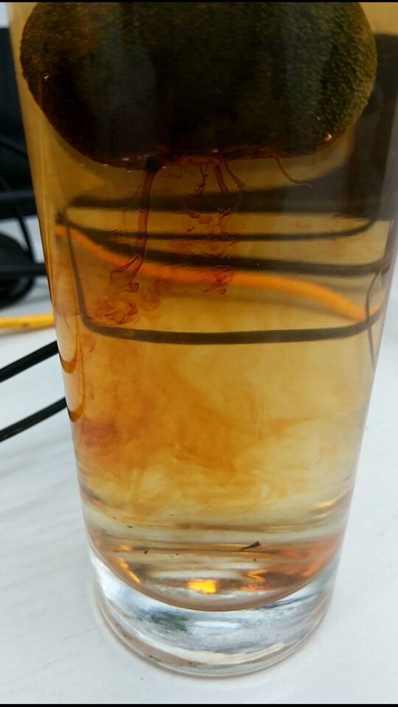 柑普茶陈皮茶一等级