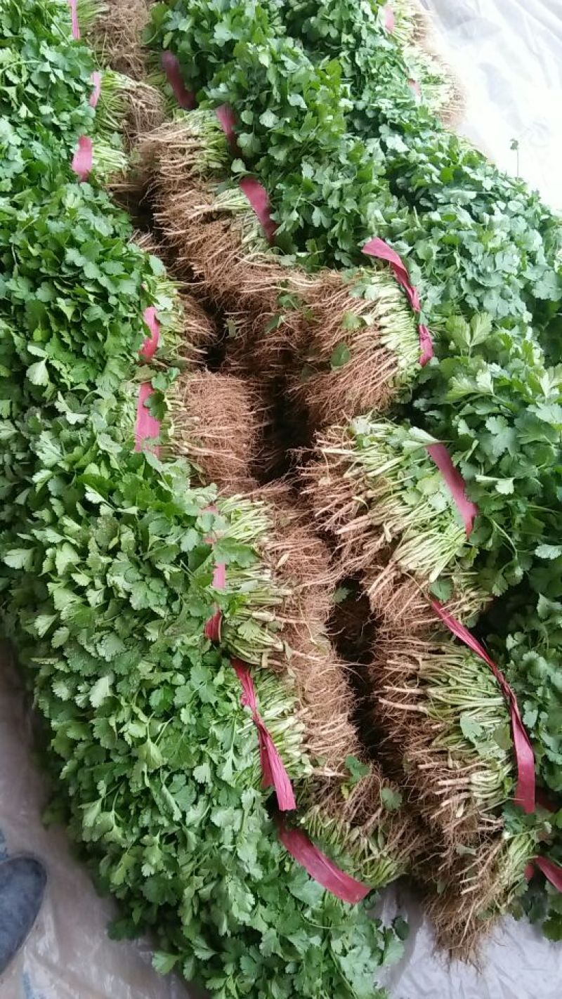 大叶香菜25~30厘米以上