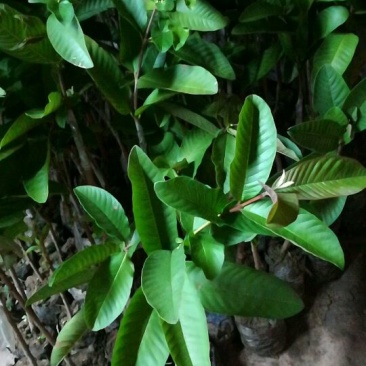 台湾珍珠番石榴苗30~50cm