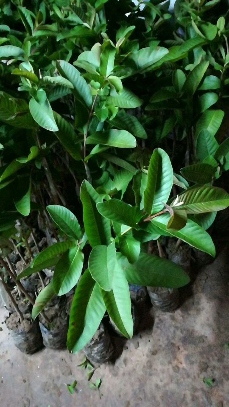 台湾珍珠番石榴苗30~50cm