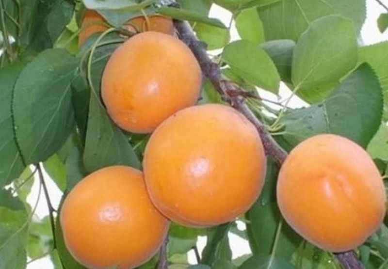 嫁接杏树苗凯特金太阳珍珠油杏成活率高