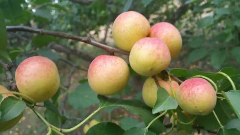 嫁接杏树苗凯特金太阳珍珠油杏成活率高