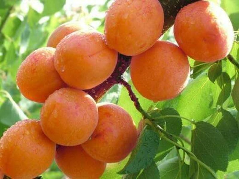 嫁接杏树苗凯特金太阳珍珠油杏成活率高