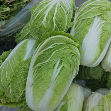 青杂三号白菜4~6斤净菜