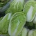 青杂三号白菜4~6斤净菜