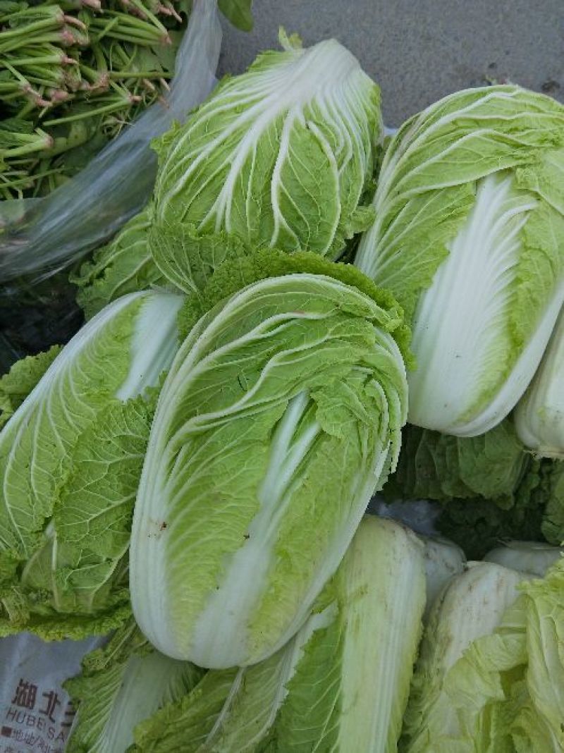 青杂三号白菜4~6斤净菜