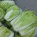 青杂三号白菜4~6斤净菜