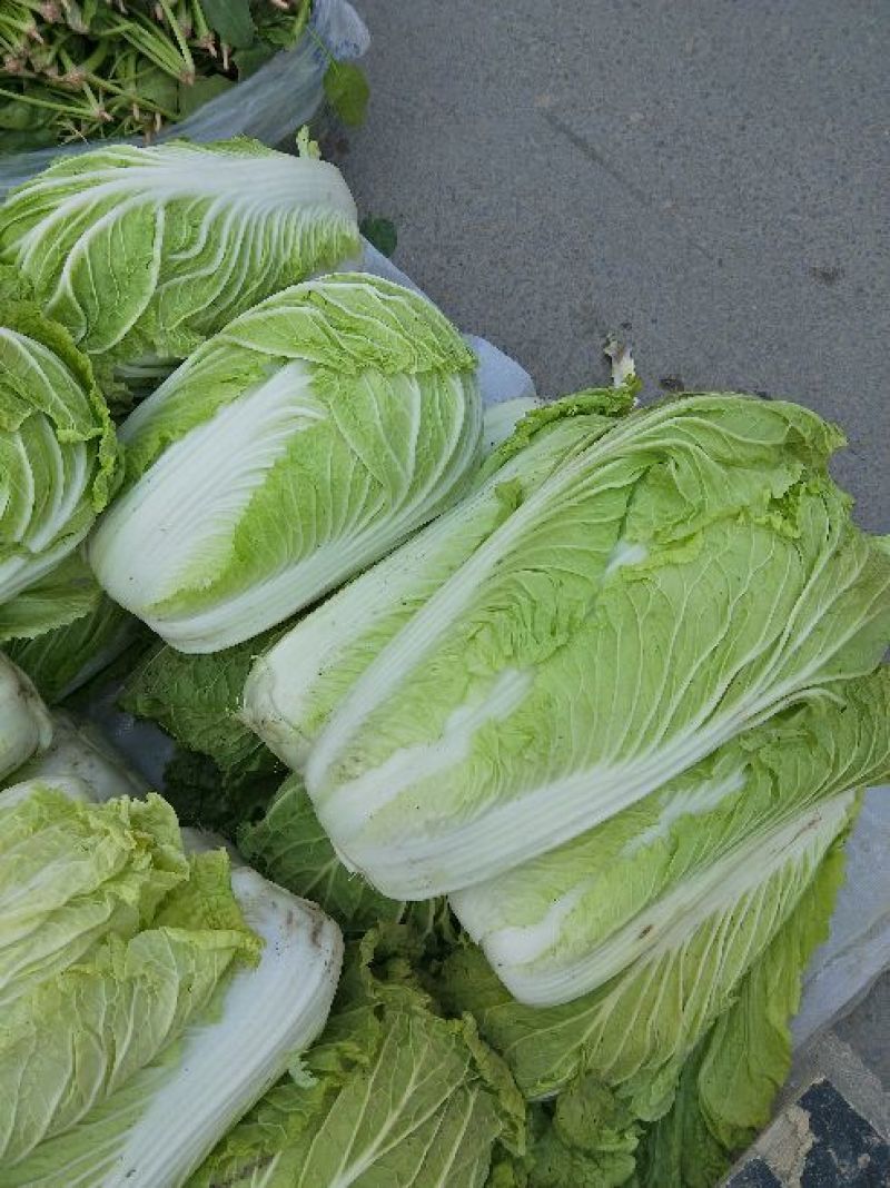 青杂三号白菜4~6斤净菜
