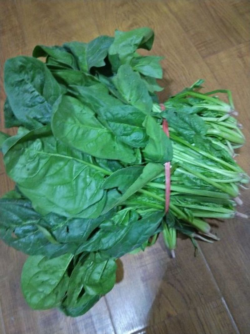 大叶菠菜25~30厘米