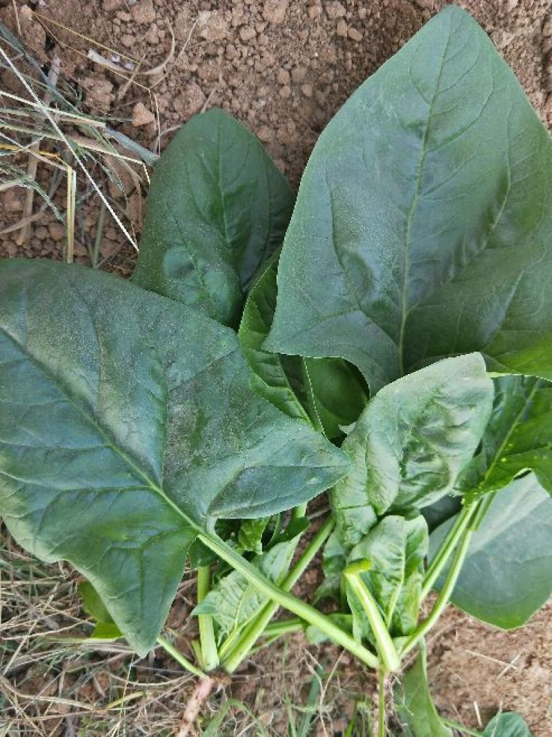 大叶菠菜25~30厘米