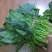 大叶菠菜25~30厘米