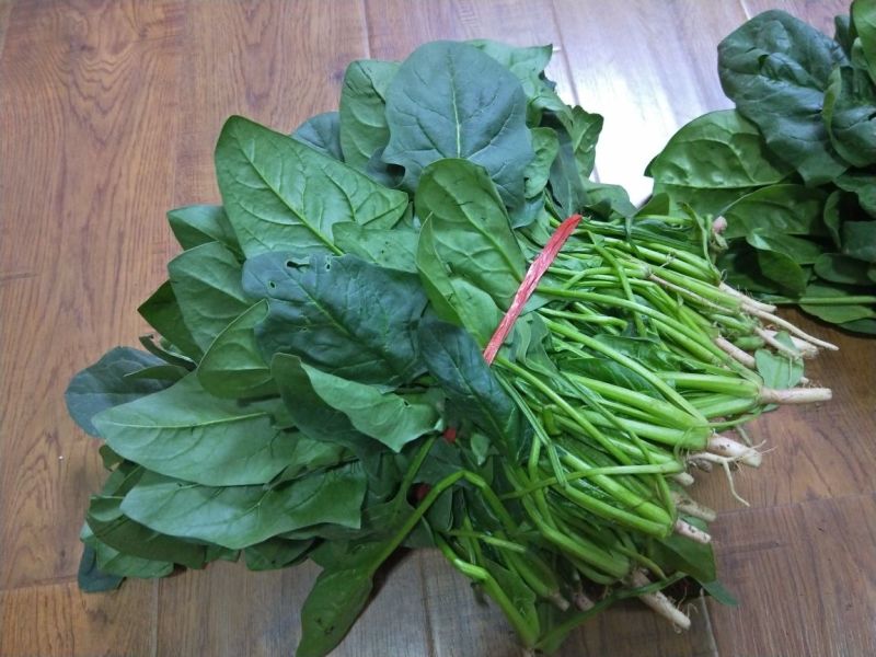大叶菠菜25~30厘米