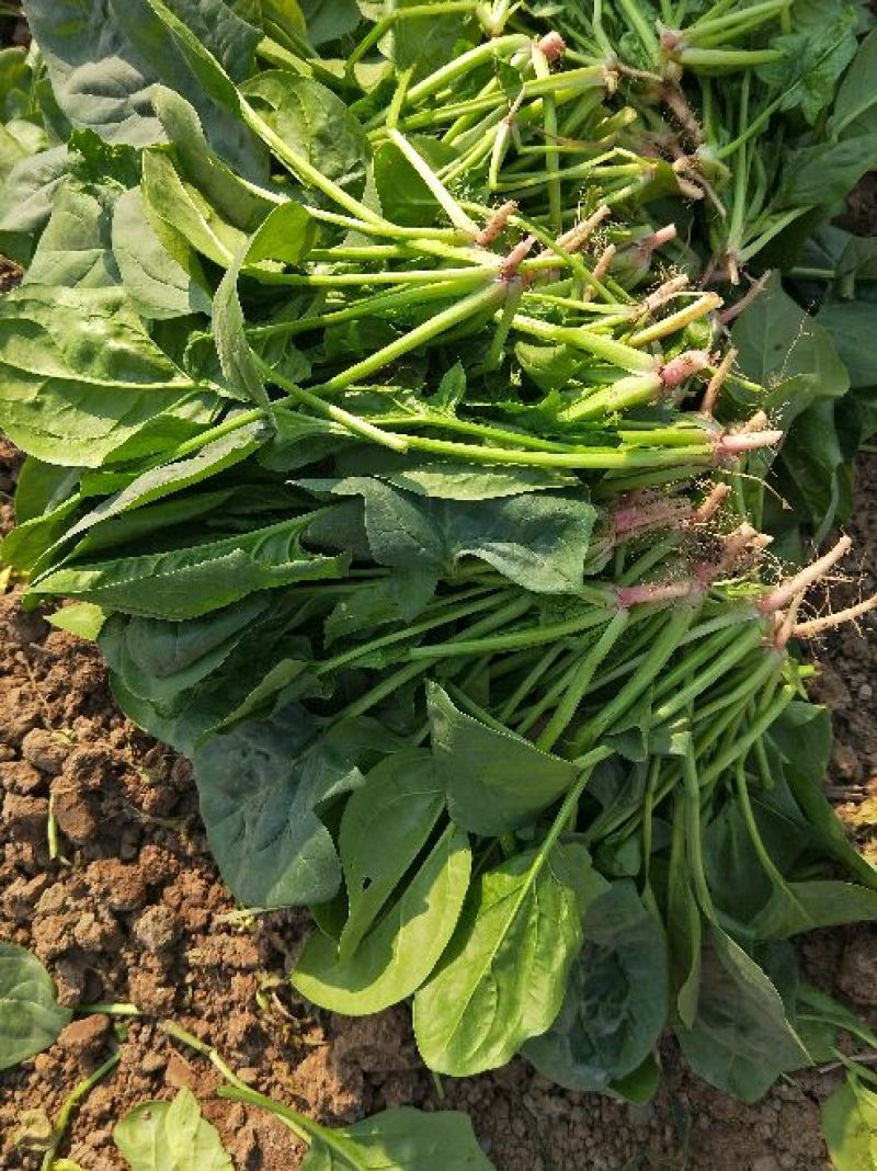 大叶菠菜25~30厘米
