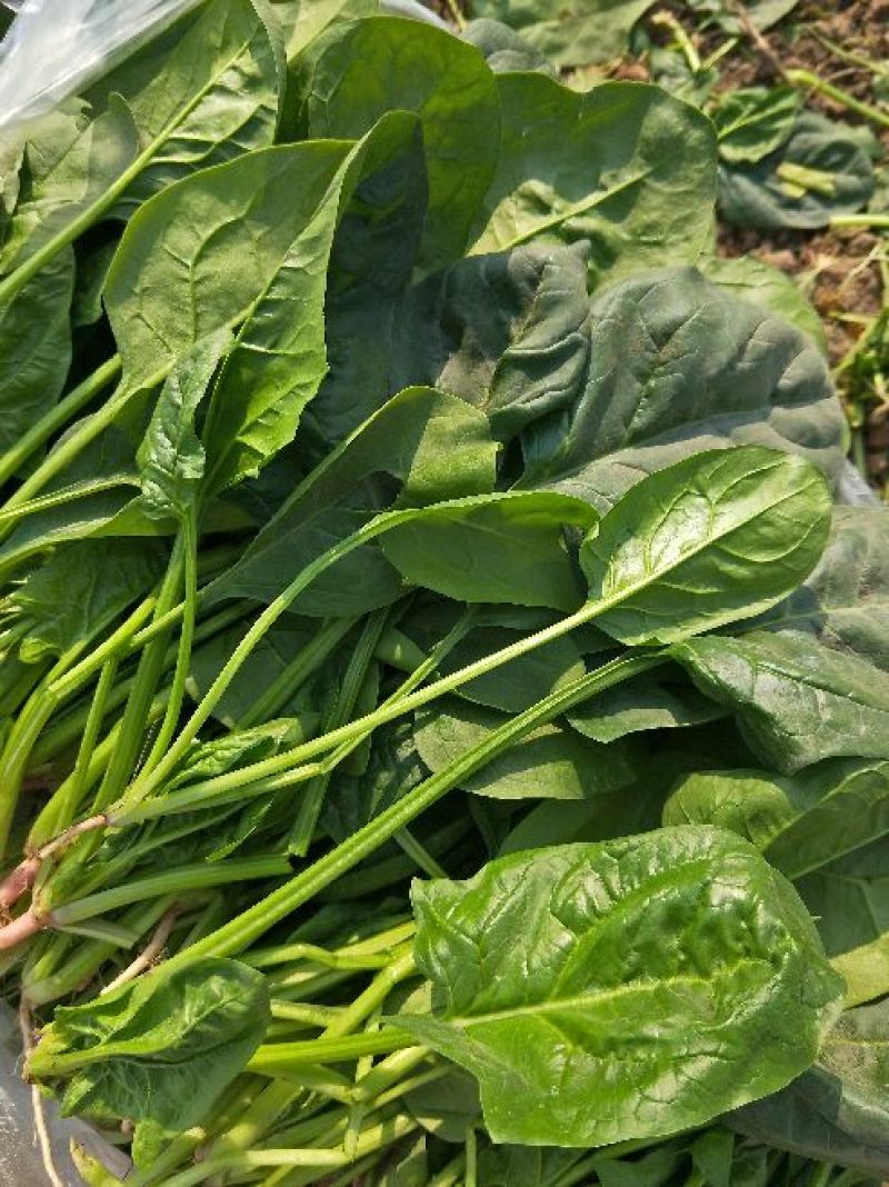 大叶菠菜25~30厘米