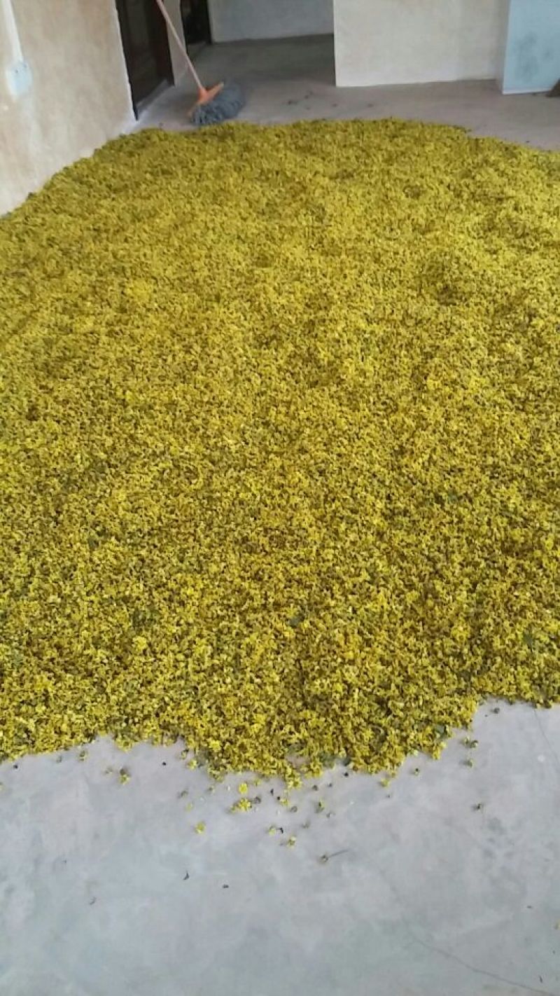 野菊花散装