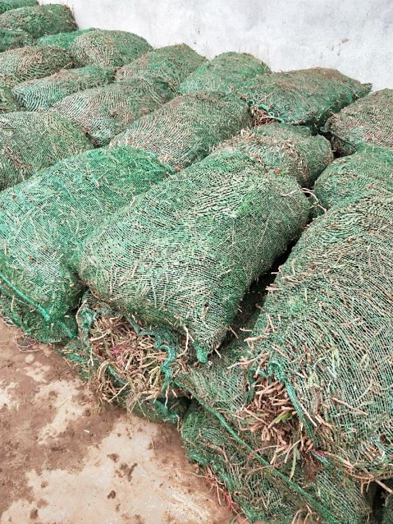 猛子花黄花菜种苗3年以上，产量高，量大从优