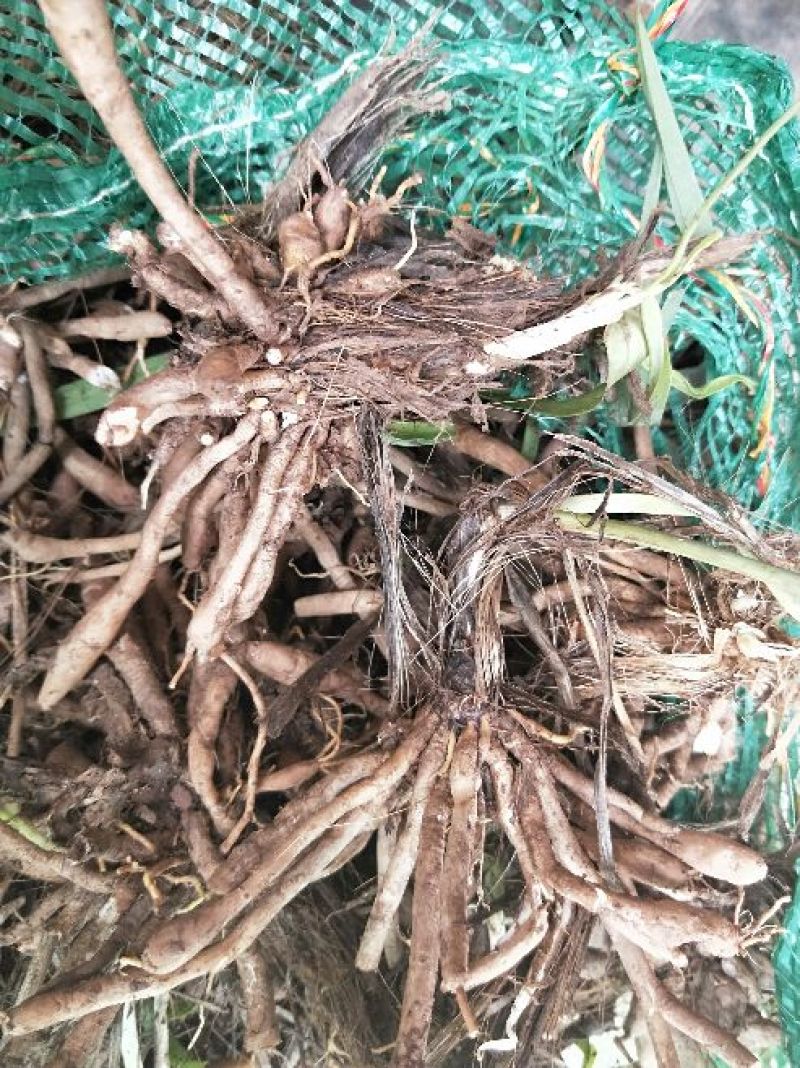 猛子花黄花菜种苗3年以上，产量高，量大从优