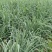 猛子花黄花菜种苗3年以上,产量高,量大从优