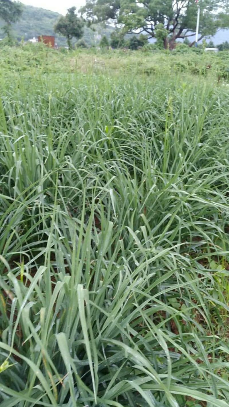猛子花黄花菜种苗3年以上，产量高，量大从优