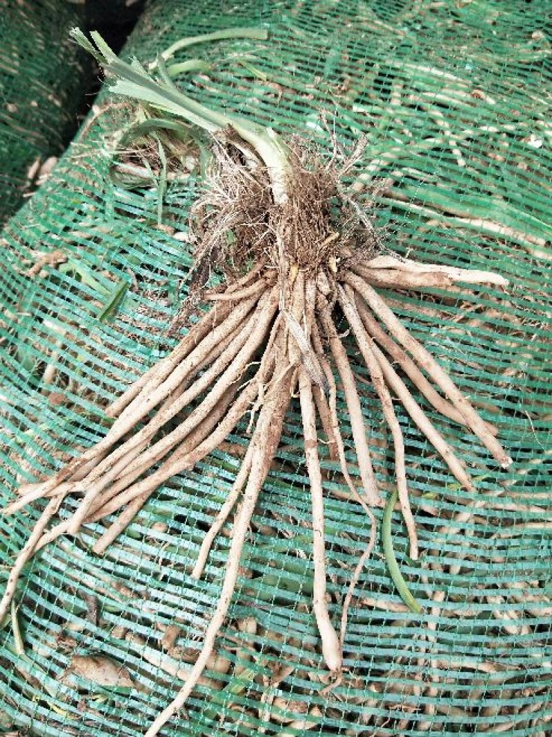 猛子花黄花菜种苗3年以上，产量高，量大从优
