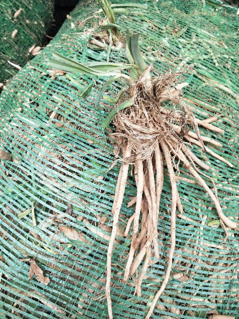 猛子花黄花菜种苗3年以上，产量高，量大从优