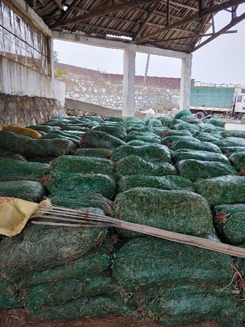 猛子花黄花菜种苗3年以上，产量高，量大从优