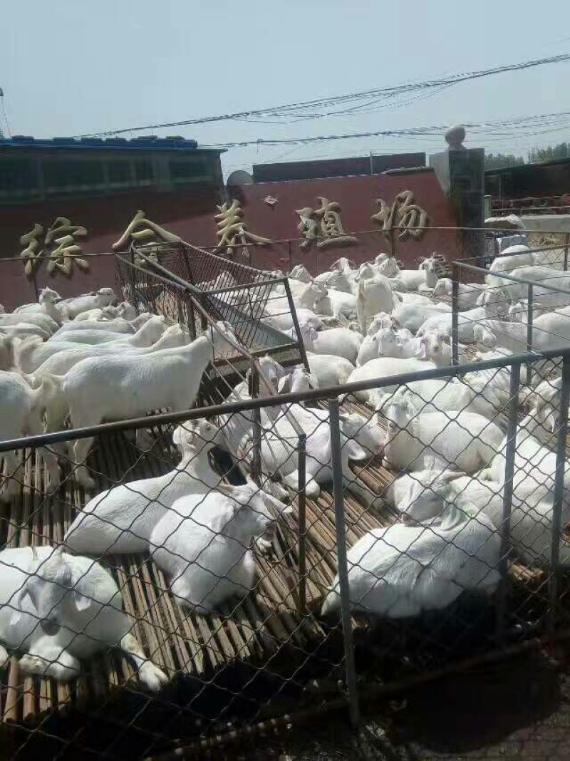 白山羊50~80斤/头