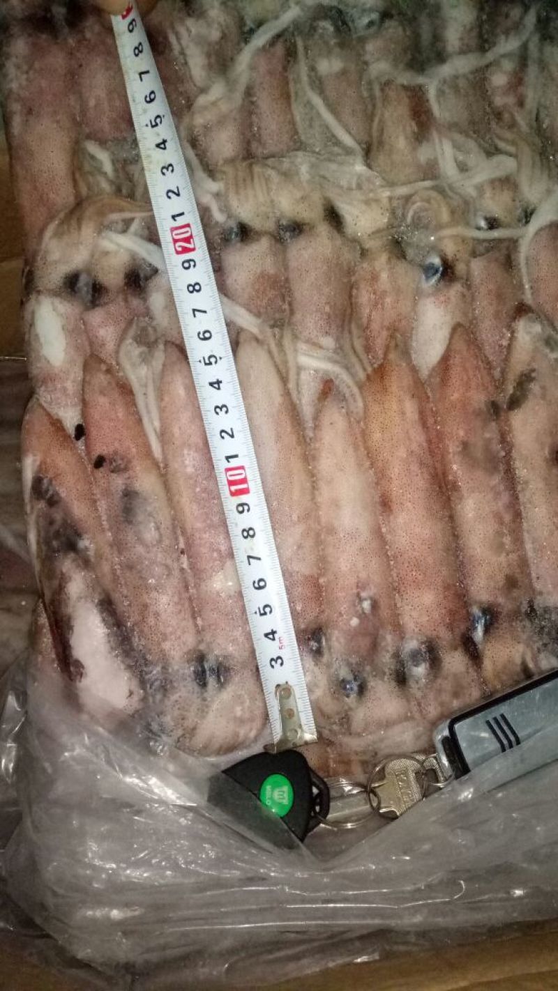 鱿鱼冻鱿鱼