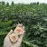 无花果苗波姬红金傲芬布莱瑞克当年高产专业育苗保湿邮寄