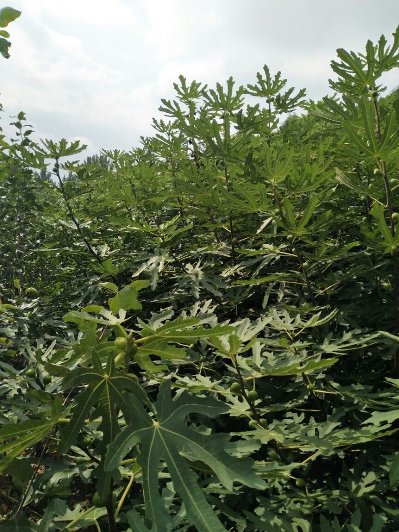 无花果苗波姬红金傲芬布莱瑞克当年高产专业育苗保湿邮寄