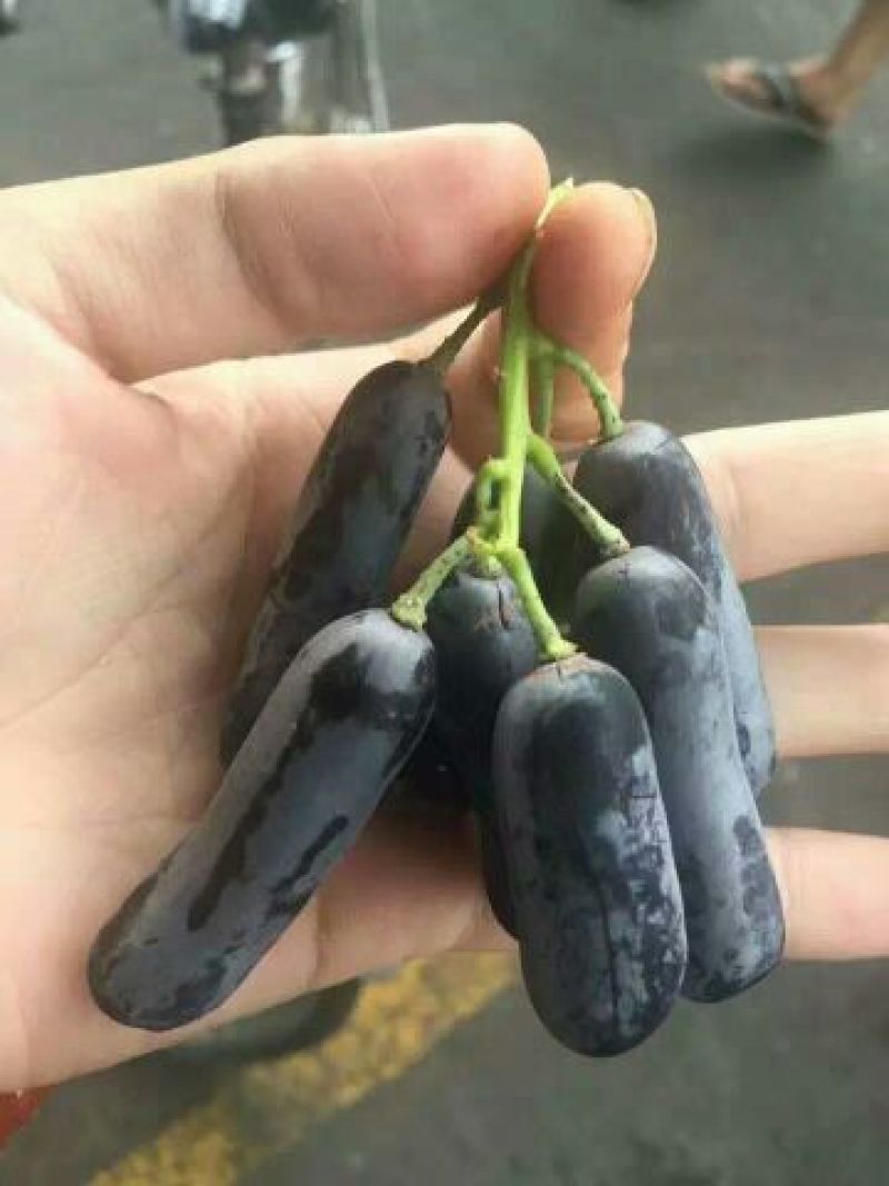 葡萄苗，扦插嫁接现起现发，保湿发货，质量好，技术