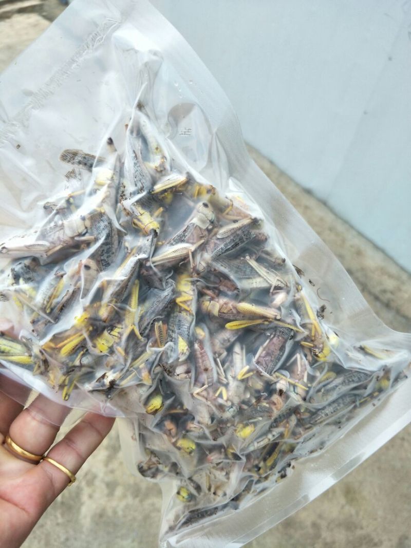 东亚飞蝗食用