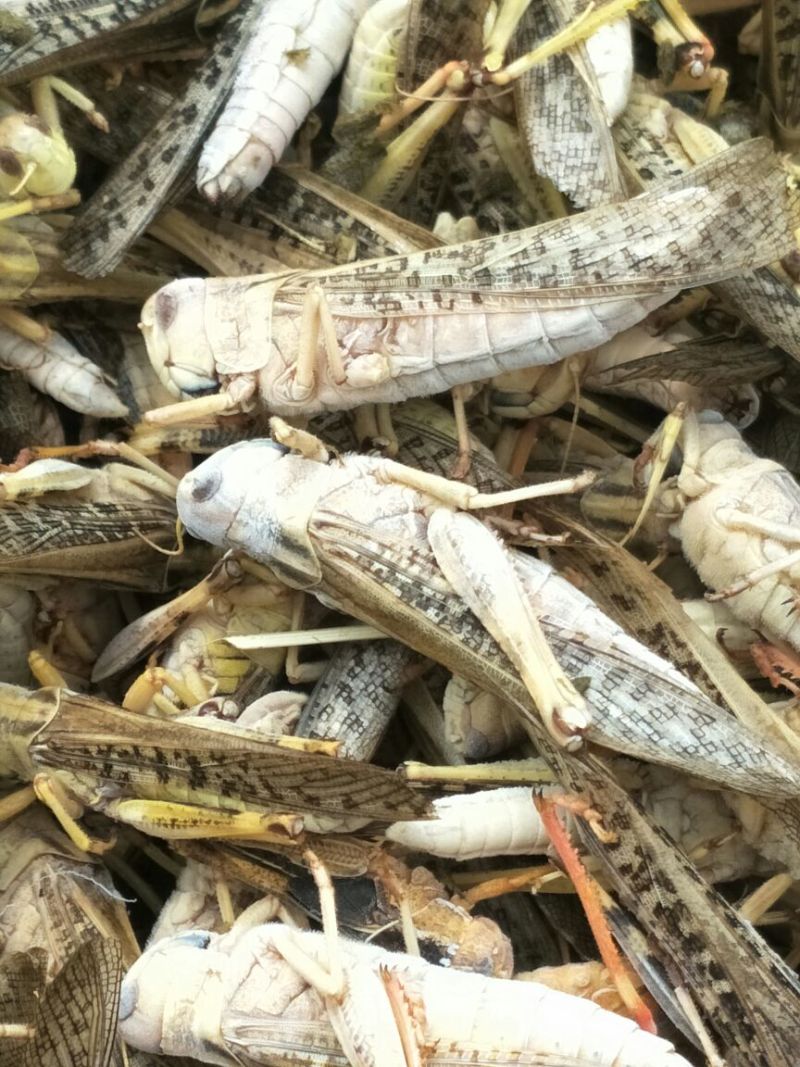 东亚飞蝗食用