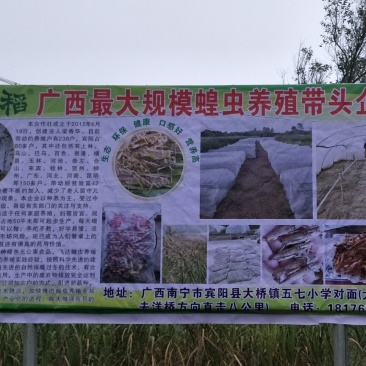 东亚飞蝗食用