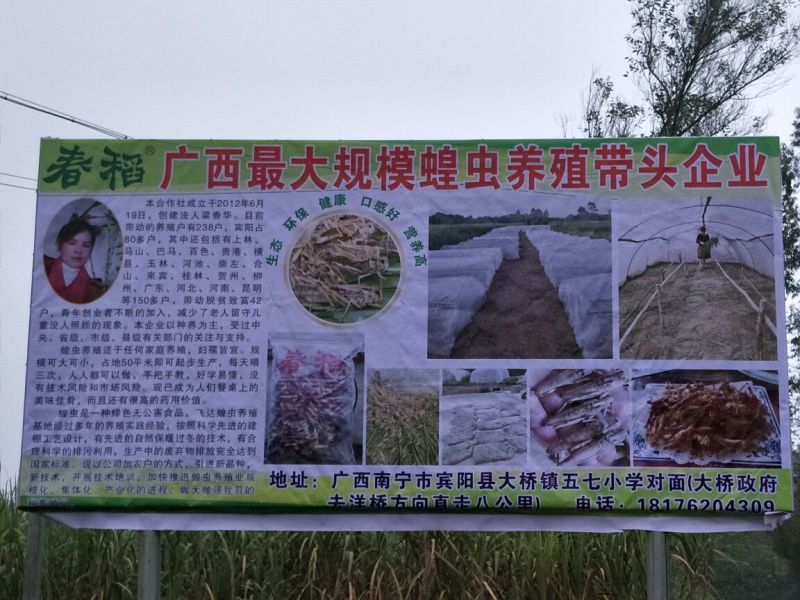 东亚飞蝗食用