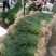 广西柳州蒜苗，红根蒜苗，蒜叶80-85cm大量上市
